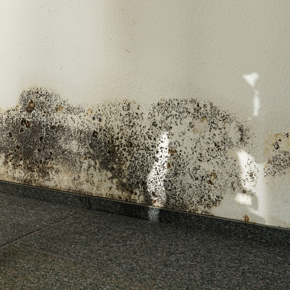 Mold Inspection Chicago IL - Mold testing by Simply Mold Gone